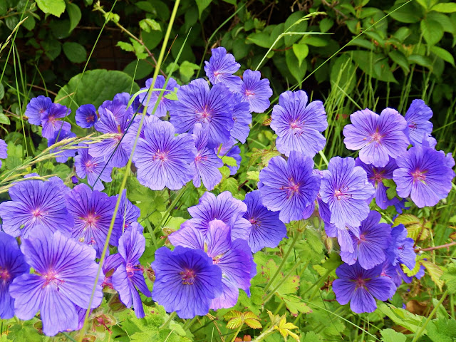 Flowers seen in Cornwall for month of June