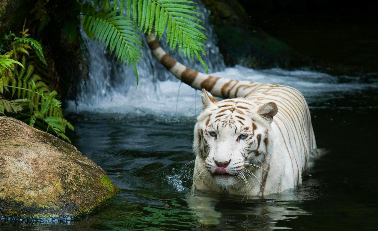  Gambar  Harimau  Terbaru Kumpulan Gambar 