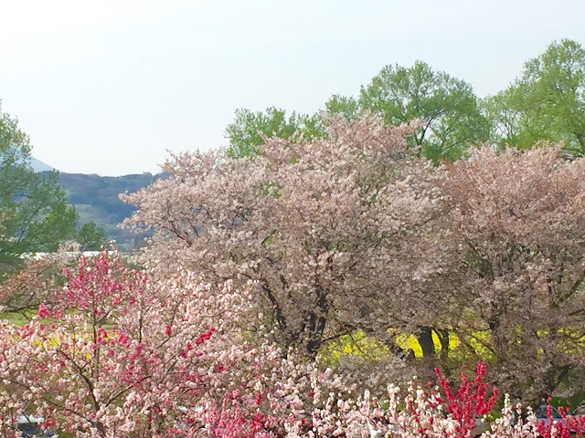 桜と桃と菜の花畑