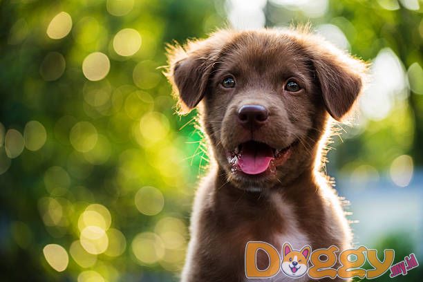 Melatih Anjing Anda Menggunakan Pagar Anjing Listrik PetSafe - Minggu 3
