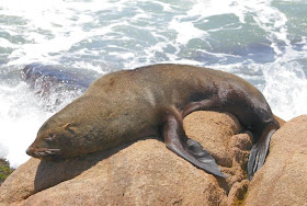 lobo fino patagonico Arctocephalus australis