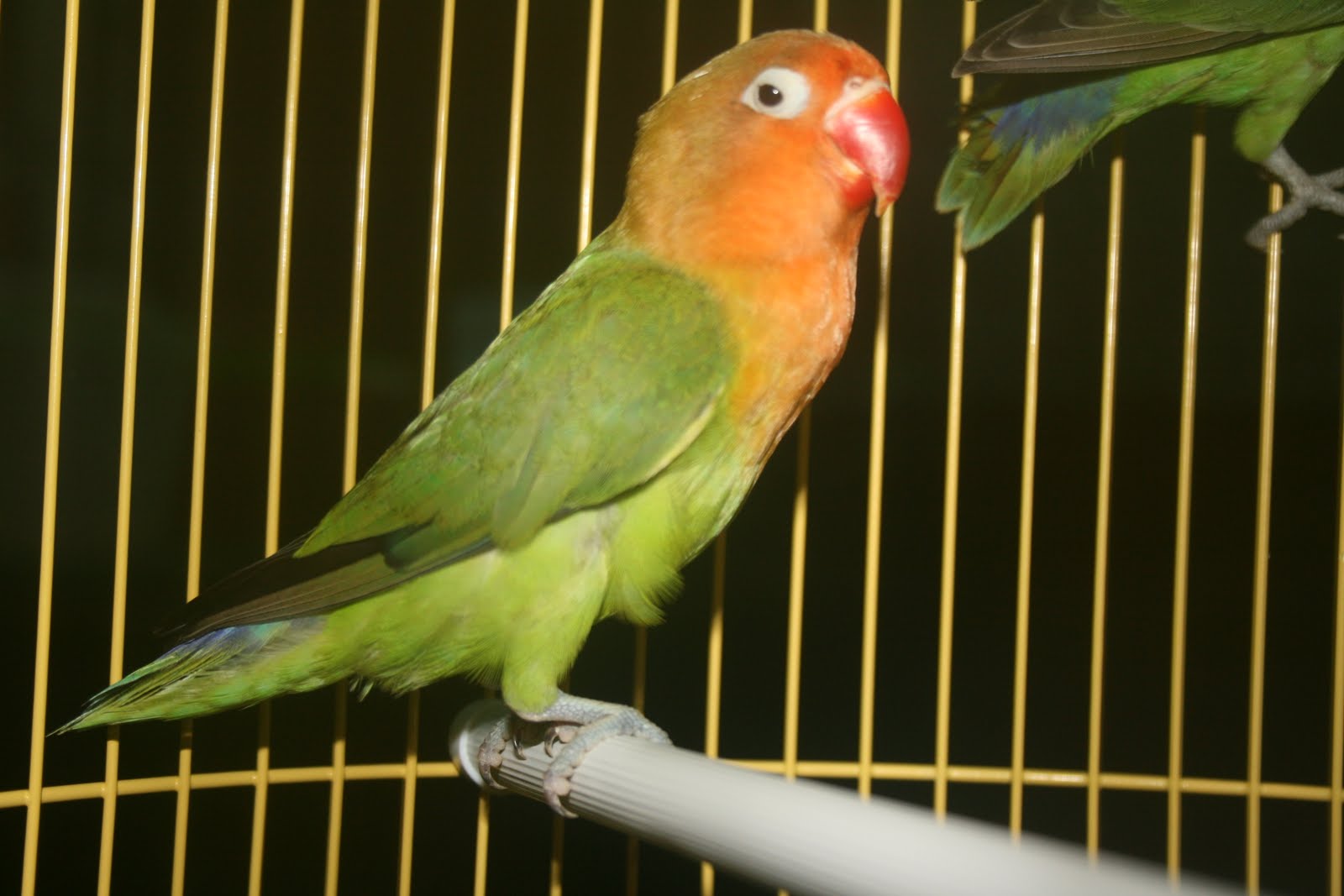 Radja Burung  Dijual  Love Bird  Holland