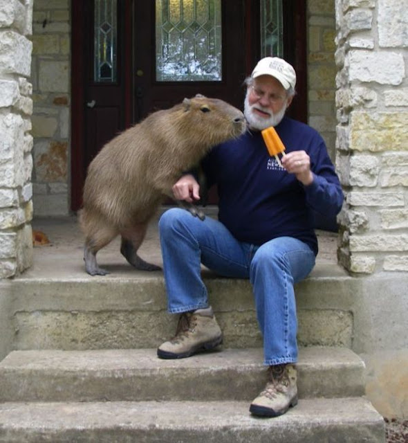 This An Unusual Pet of an Unusual Size | Pet Capybara