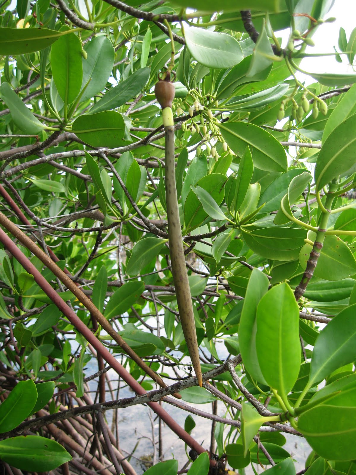 Pamacca Rhizophora R Mucronata R Stylosa dan R 