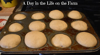 Whole Wheat Dinner Rolls