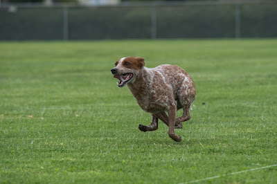 The world's fastest ACD.