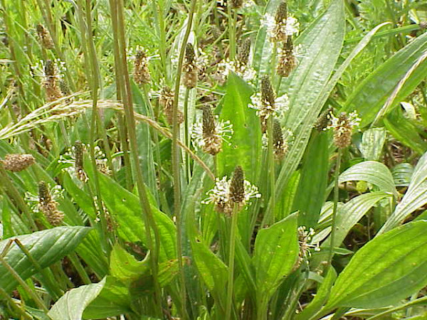 Eat Your Weeds: Plantain