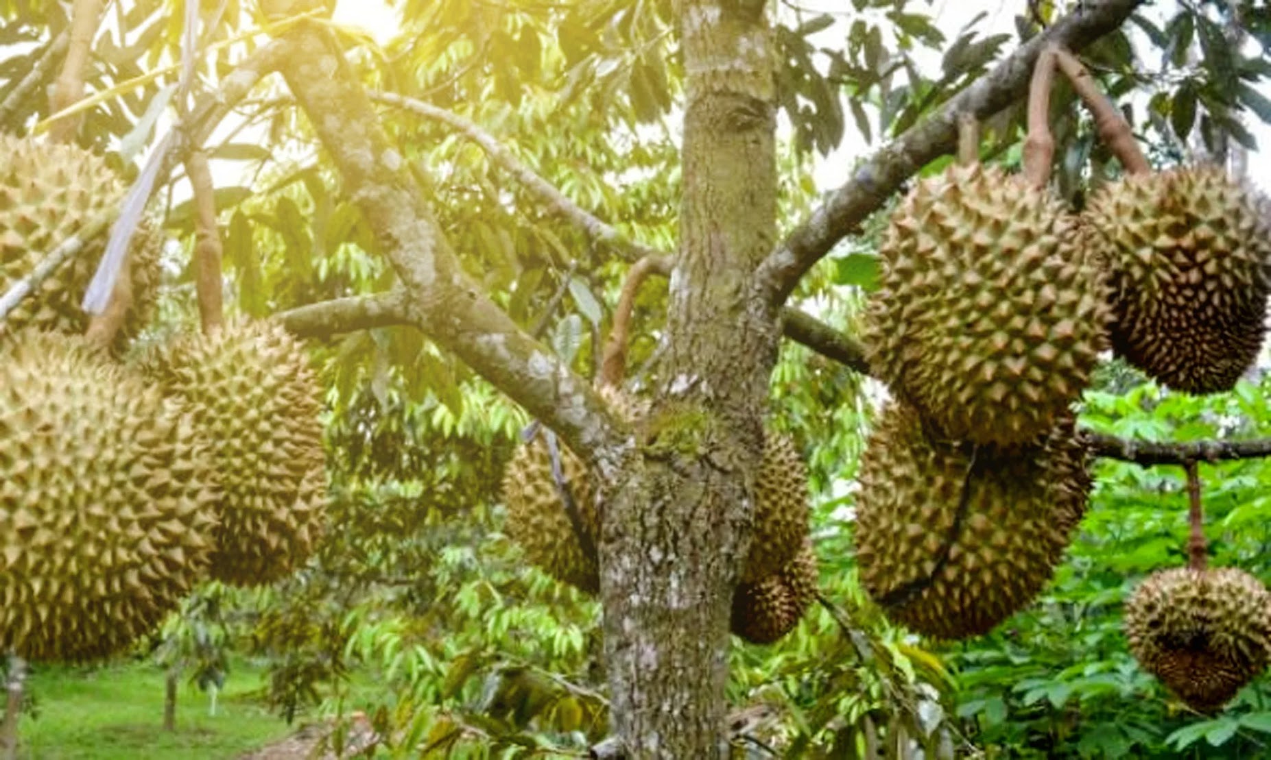 bibit durian ochee tanaman buah duri hitam harga bervariasi Jawa Tengah