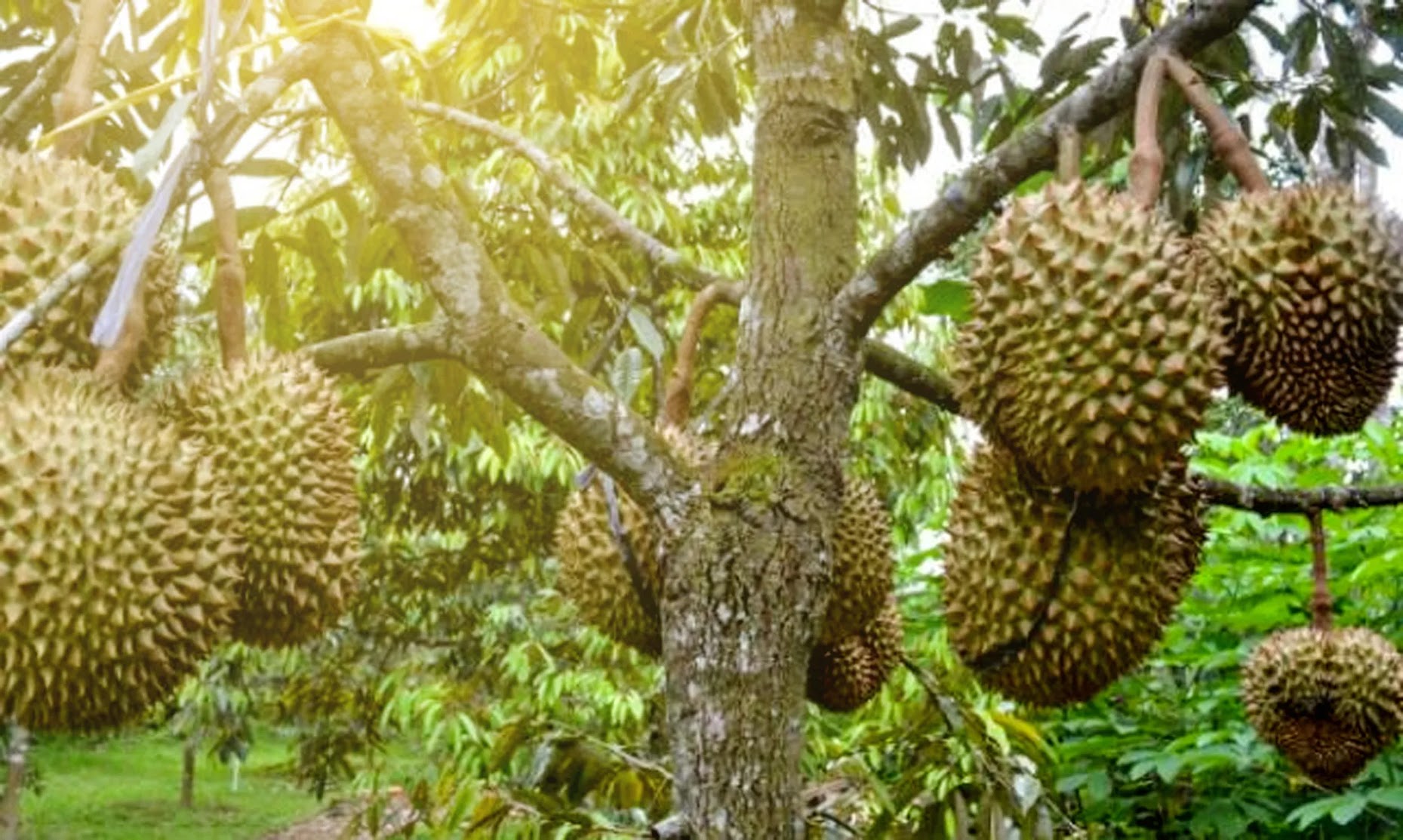 bibit durian ochee duri hitam paling banyak dicari Sulawesi Selatan