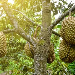 Bibit Durian Ochee Duri Hitam Paling Banyak Dicari