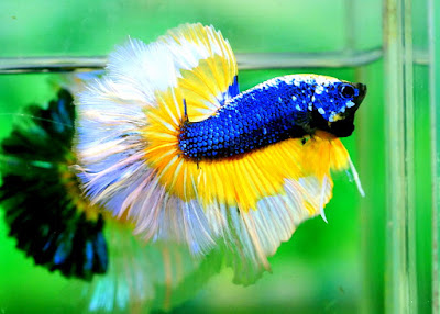 Ikan Laga - Fighting Fish @ Betta Splendens