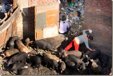 epa01711319 A girl cares for pigs as they forage in the mud for food in the Cairo slum of Mukatam, Egypt, 27 April 2009. Though there have been no reported cases of swine flu in Egypt, there have been recent deaths from bird flu and Egypt is one of the most affected countries outside of southeast Asia. There are approximately ten million Christians in Egypt and they raise pigs in sometimes unhealthy conditions. Swine flu has claimed over 100 lives in Mexico.  EPA/STR