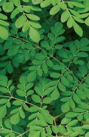 Moringa leaf , Natural supplements