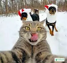 Cat Pic Selfie - Cat Pics Download 2023 - biraler pic - NeotericIT.com - Image no 10