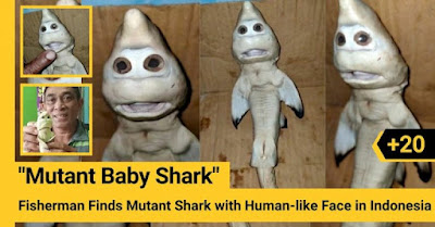 “Mutant Baby Shark” Fisherman Finds Mutant Shark with Human-like Face in Indonesia