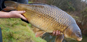 http://www.telegraph.co.uk/news/earth/3353540/Carp-sustainable-food-you-can-keep-in-the-pond.html
