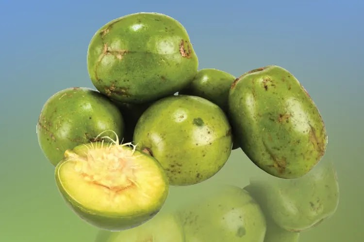 Mengenal Lebih Dekat Buah Kedondong