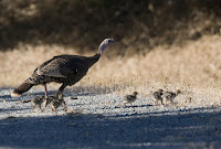 Wild Turkey hen with her chicks – photo by Kevin Cole