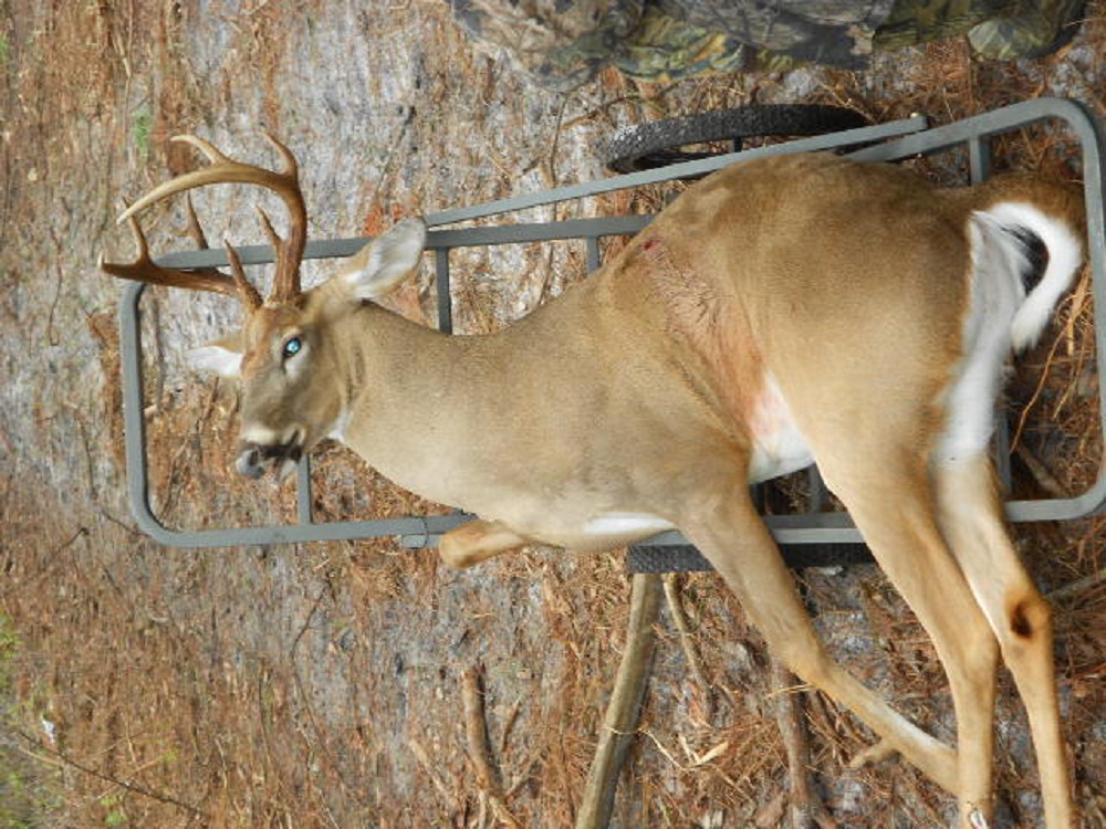 trophy-hunting: Two More Big Florida Bucks for 2011!