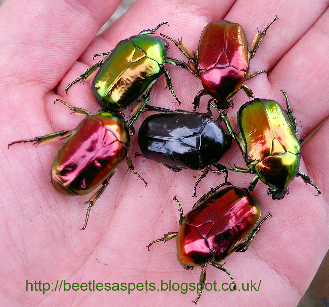  Beetles  as pets Exotic  beetle  larvae for sale 18 09 2022 