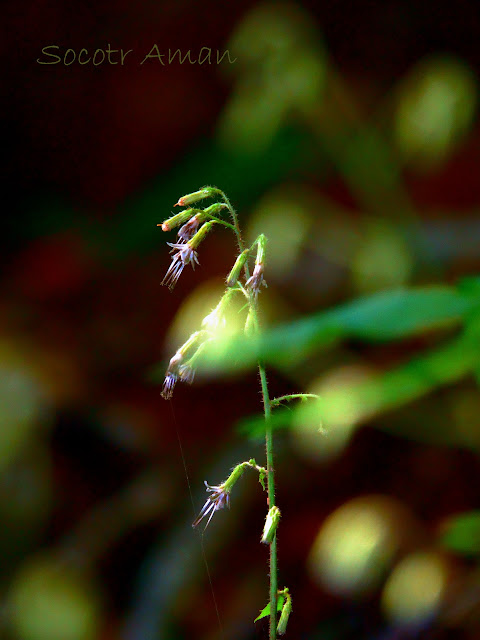 Prenanthes acerifolia