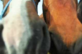 Horse muzzles