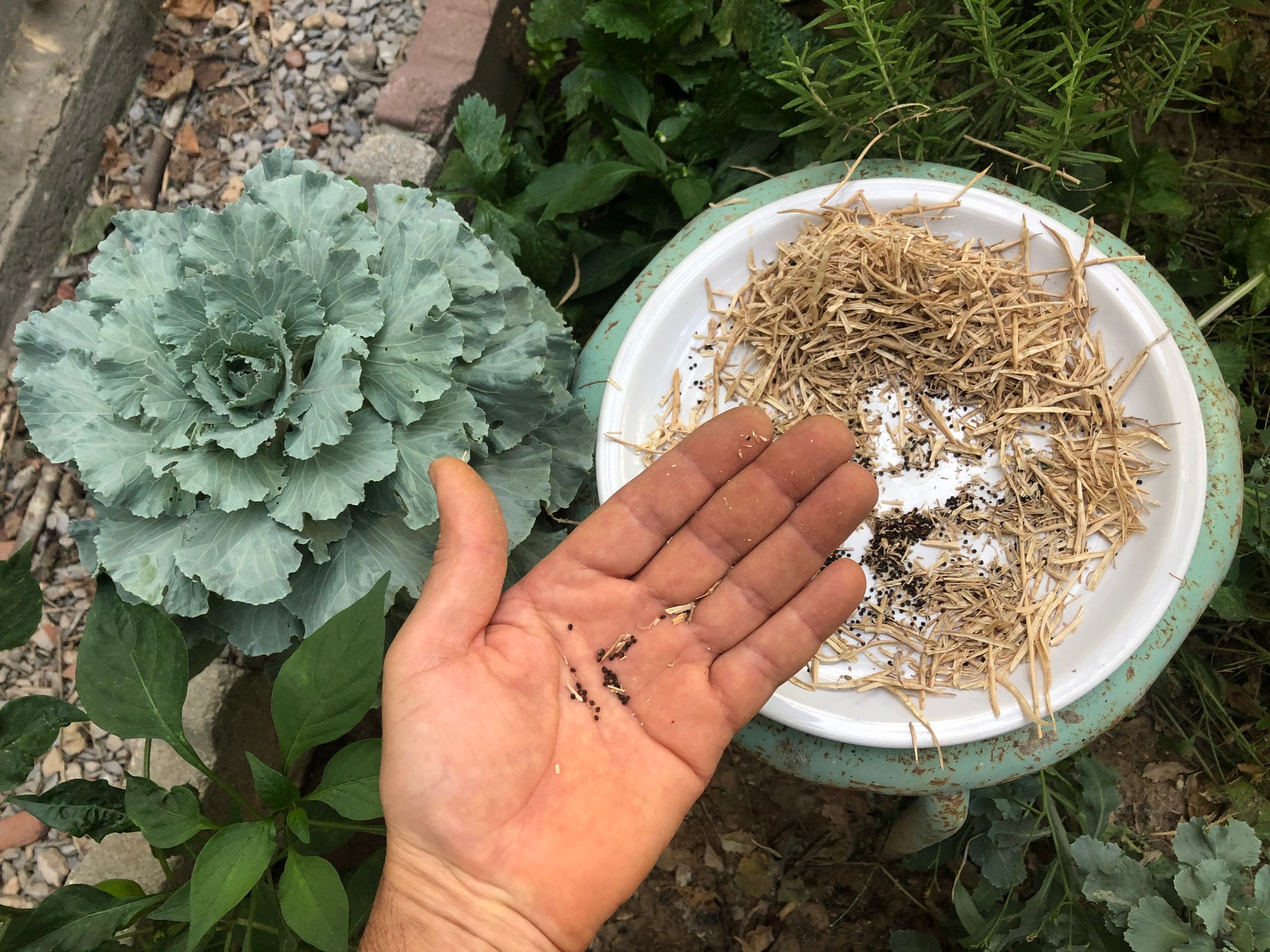Are you a budding gardener eager to delve into the world of ornamental cabbage seeds? Look no further! In this engaging video, we've got you covered with a step-by-step journey through the fascinating process of collecting these seeds.