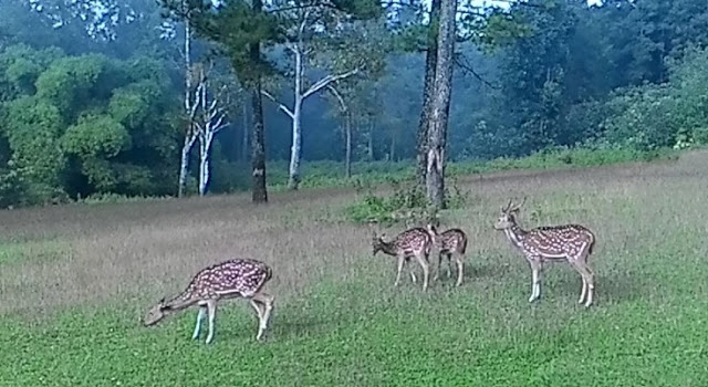 penangkaran-rusa-giri-jaya