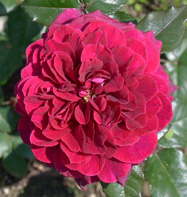 Bellevue роза фото