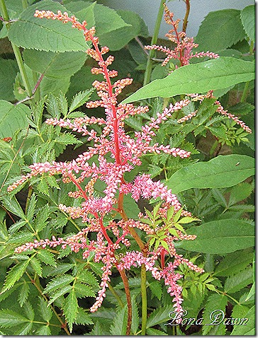 Astilbe_DkPink
