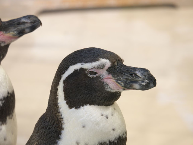 井の頭自然文化園 フンボルトペンギン