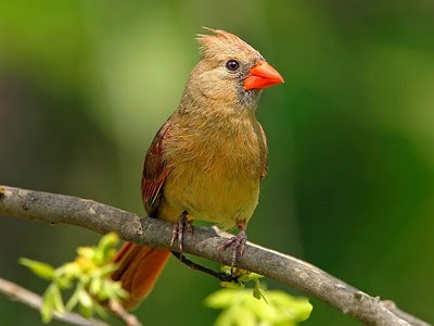 Beautiful Birds on Beautiful Birds