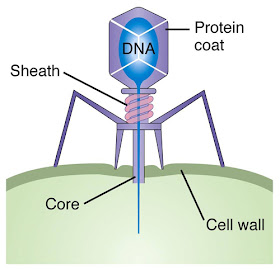 Bacteriophages