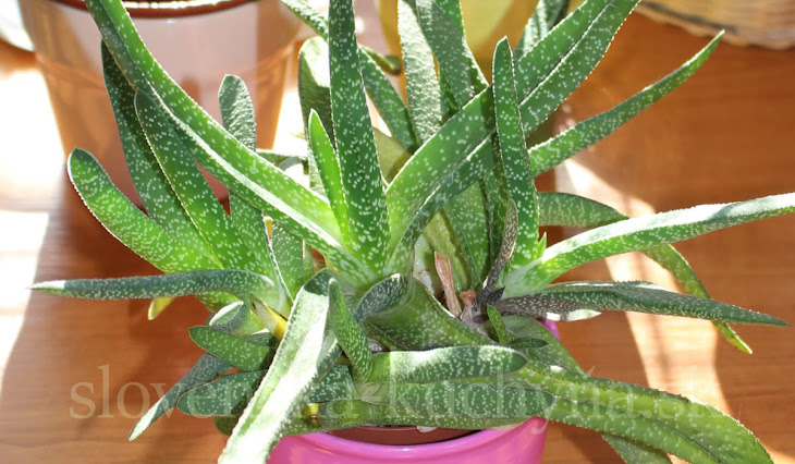 Gasteria v črepníku