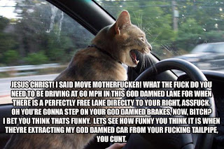 This cat is pissed!