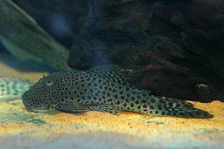 Ikan sapu-sapu jenis Small Spotted Cat Pleco