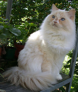 The Ragamuffin Cat: A Loving and Fluffy Companion