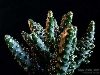 Cacto Opuntia monacantha monstruosa