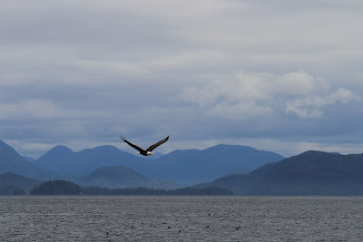 Eagle in Flight and Layers of Princess Royal Island