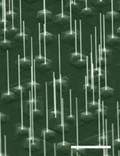 FE-SEM of InAs NWs grown by the VLS technique on InAs(111)B substrate. Scale bar is 2μm.