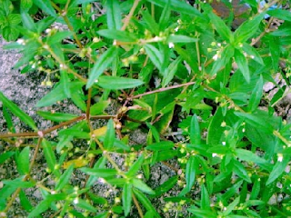 MENGOBATI LUKA BAKAR DENGAN TANAMAN HERBAL  LIDAH BUAYA, PEGAGAN (CENTELLA ASIATICA) DAN RUMPUT MUTIARA 