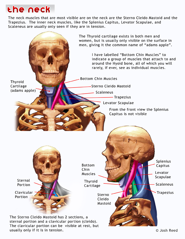 Drawsh: Neck Anatomy