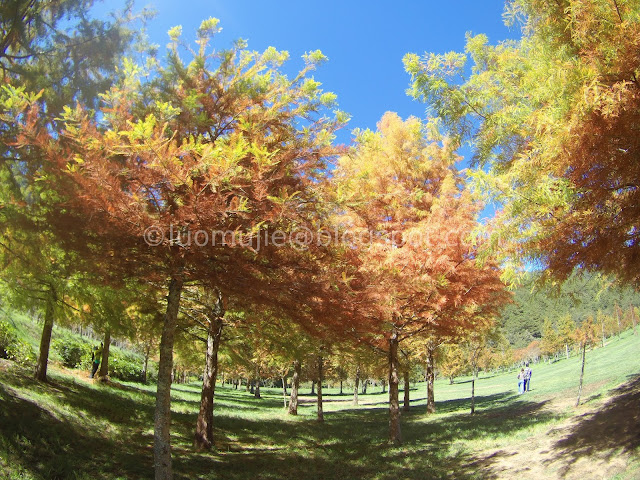 Wuling Farm maple autumn foliage