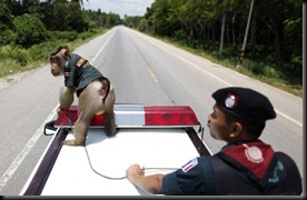 monkey-9_1608213i