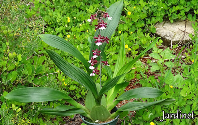 Oncidium Sharry Baby