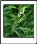 polygonum persicaria