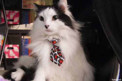 Gambar-Gambar Kucing Pakai Tali Leher @ Tie Kucing 