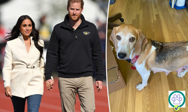 Meghan Markle and Prince Harry adopt a 7-year-old rescue beagle