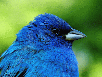 Aves de El Salvador