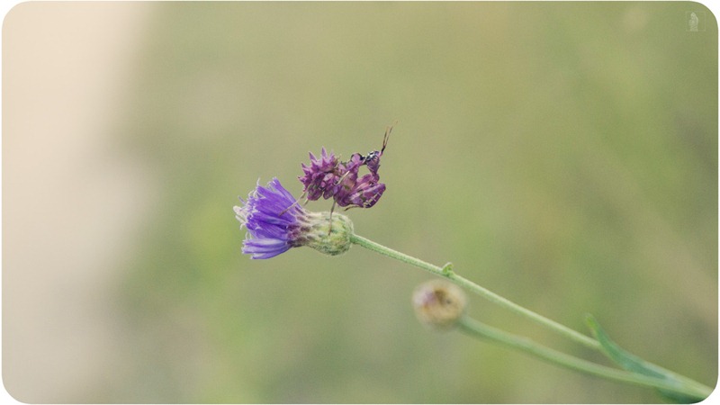 SONY DSC